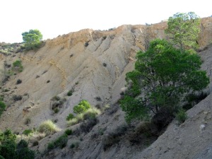 Las margas y areniscas cretcicas del Prebtico Meridional estn muy replegadas y forman discordancias con los depsitos cuaternarios 