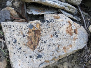 La geodiversidad del barranco del Mulo es muy grande. Rocas co restos fsiles de vegetales 