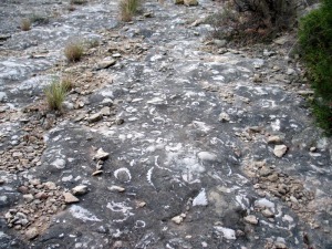 Detalle del hard ground. Una superficie llena de fsiles 