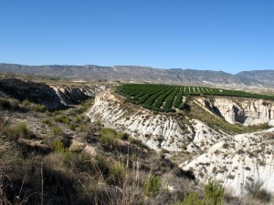 Panormica de la rambla de Perea. Al fondo el anticlinal del Cejo Cortado 