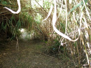 El recorrido por el cauce a veces nos sorprende con una exuberante vegetacin 