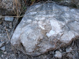 Los fsiles marinos suelen ser comunes en Perea. Acumulacin de pectnidos 