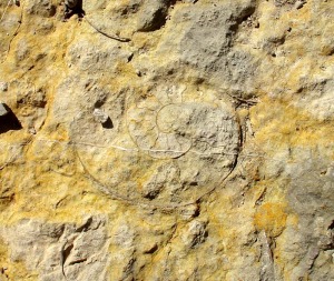 Fondo endurecido con hidrxidos de hierro y secciones de ammonites 