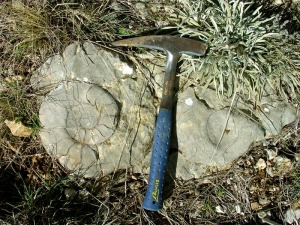 Secciones de dos ammonites del Las superior 