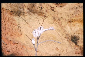 La Naturaleza da lecciones de que la biodiversidad y la geodiversidad son un matrimonio bien avenido durante millones de aos. Cristales de halita abrazan los tallos de limonium. Rambla de Librilla