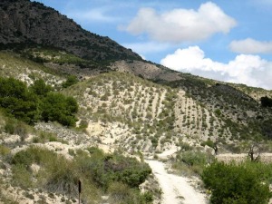 La mineraloga de las rocas, su permeabilidad, su dureza condicionan el tipo de flora. Vegetacin alineada siguiendo los estratos ms blandos. Sierra del guila, Molina de Segura 