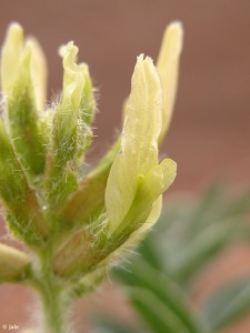 Banco de Germoplasma de Flora Silvestre de la Regin de Murcia