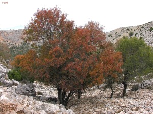 Cumbres de Sierra Espua