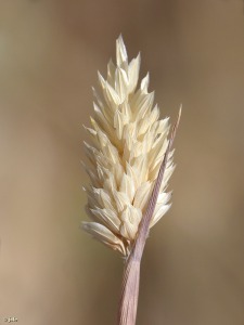 El Caarico (Alhama de Murcia)