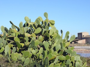 Marchamalo (Cartagena)