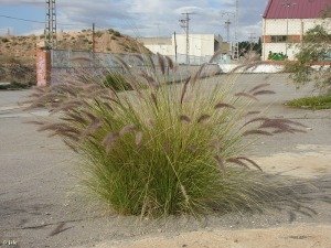 Espinardo (Murcia)