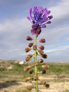 Corvera (Murcia)