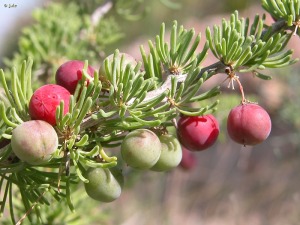 Monte El Carmol� (Cartagena)