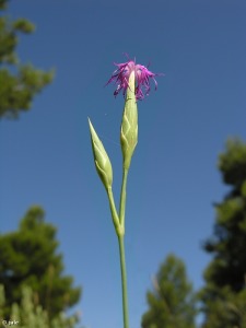 Sierra del Gigante (Lorca)