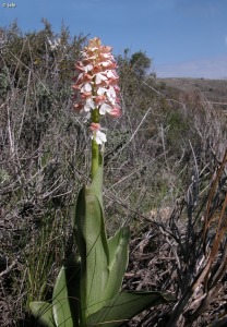 Inazares (Moratalla)