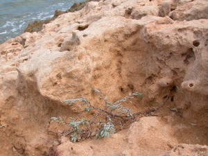 Calblanque (Cartagena)