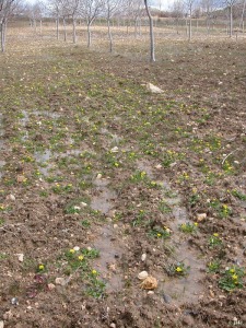 Caadas de Abajo (Nerpio-Albacete)