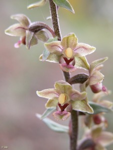 Sierra Espua