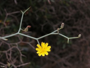 Calnegre (Lorca)