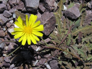 Umbr�a de los Lages (Murcia)