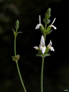 Parcela de experimentacin del Banco de Germoplama (Vivero Forestal El Valle)