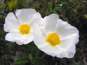 Sierra Espua