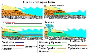 Factores fsicos y biolgicos que controlan la formacin de un lapiaz costero