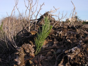 Veneziola (La Manga)