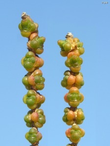 Saladares del Guadalent�n