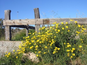 Fuente de los Belones