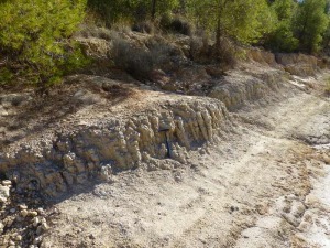 Estratos de calizas palustres muy bioturbadas por races