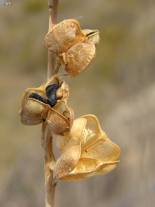 Sierra de Quibas