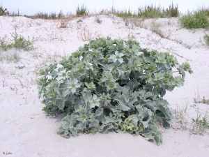 Hbito del cardo martimo (Eryngium maritimum)