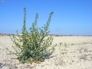 Campos de Lo Pareja