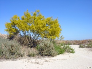 Campos de Lo Pareja