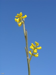 Campos de Lo Pareja