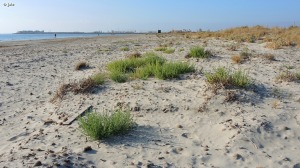 Playa de Torre Derribada (San Pedro del Pinatar)