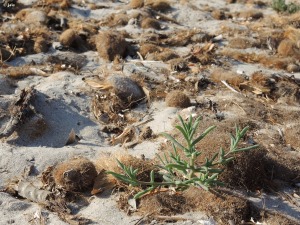 Playa de Torre Derribada (San Pedro del Pinatar)