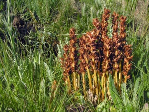 Fuente Mellinas (Moratalla)