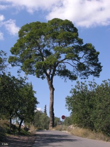 El Valle (Eremitorio de la Luz)