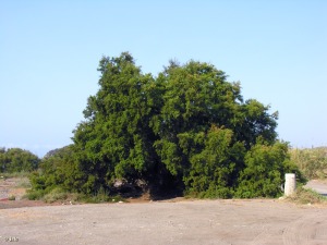 Playa de Parazuelos (Mazarrn)