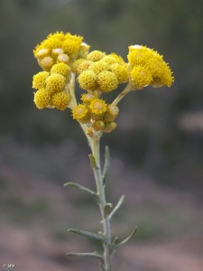 Majal Blanco (Sierra de Carrascoy)