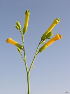 El Caarico (Alhama de Murcia)