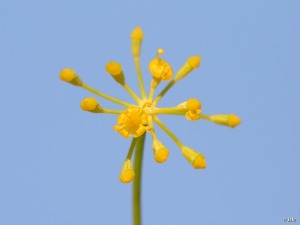 El Caarico (Alhama de Murcia)