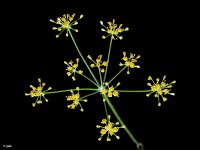 El Ca�arico (Alhama de Murcia)