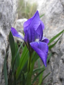 Cumbres de Sierra Espua