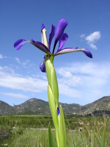 Fuente Mellinas (Moratalla)