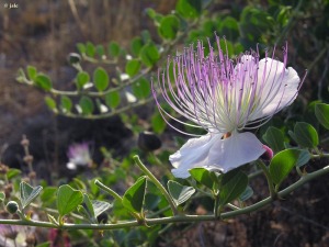 Cuesta del Mor�n (Albudeite)