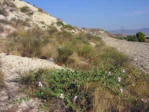 Camino del Mor�n (Albudeite)