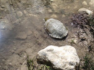 Los remansos de agua clara son el lugar donde los galpagos, las salamandras, la nutria... disfrutan de la geologa de Hondares. [Hondares]